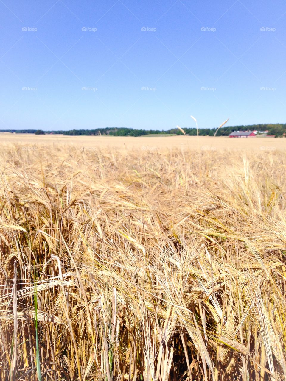 summer field sweden