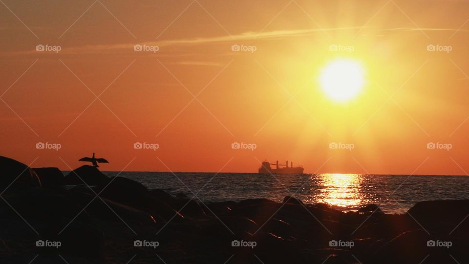 cormorant drying its wings at sunrise