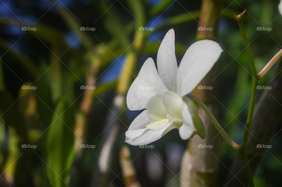 white orchid