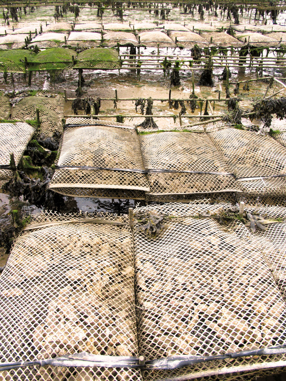 Oyster beds 