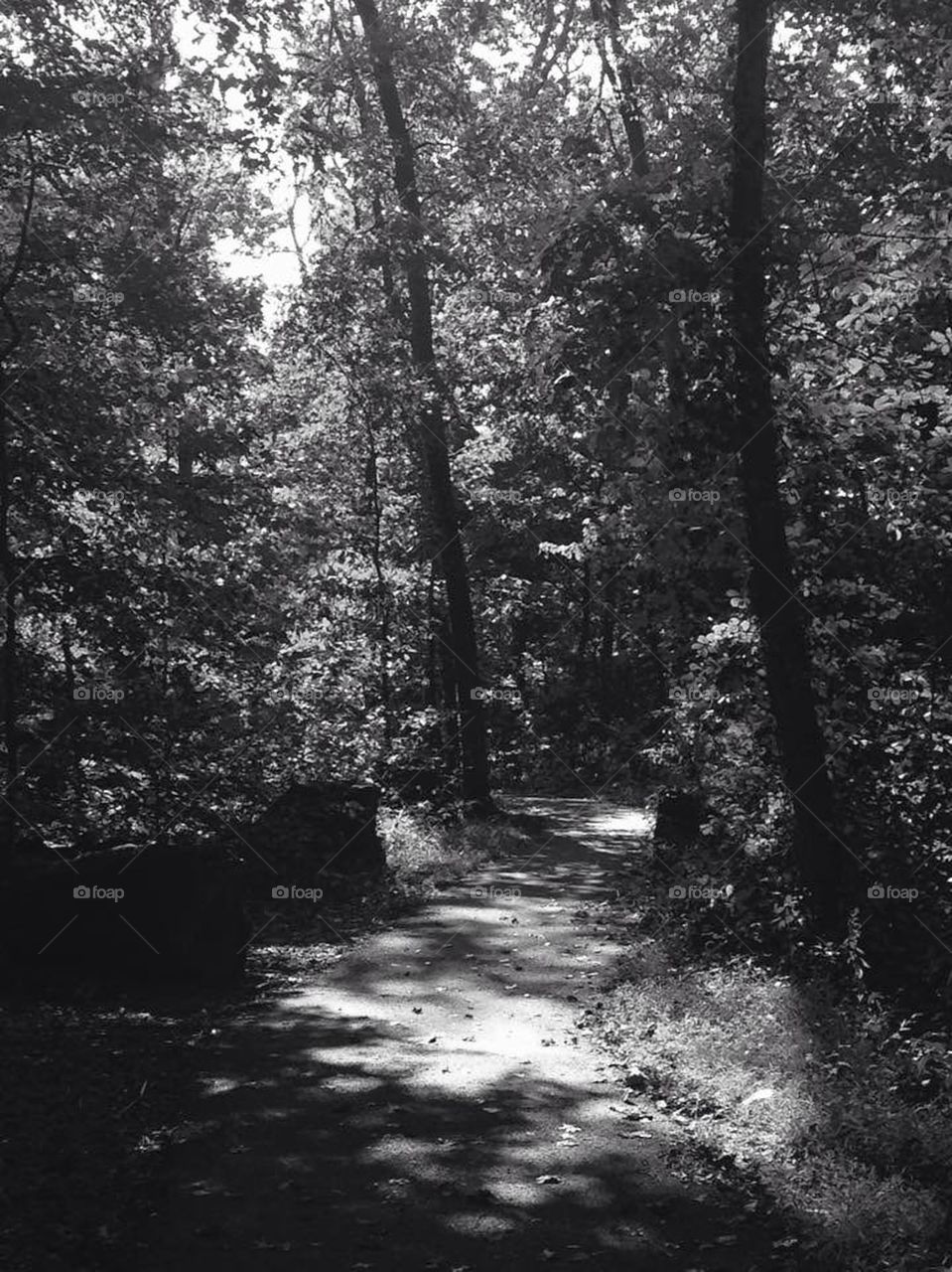 Black and white trail through woods