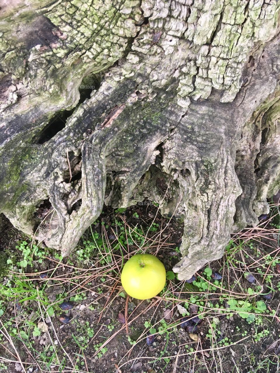 Fallen fruit from the tree 