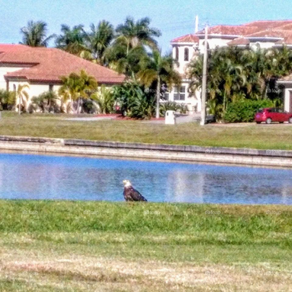 bald eagle on the lake