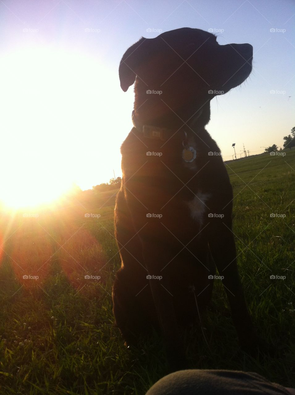 Sunset Dog. Black Labrador silhouetted by the sunset