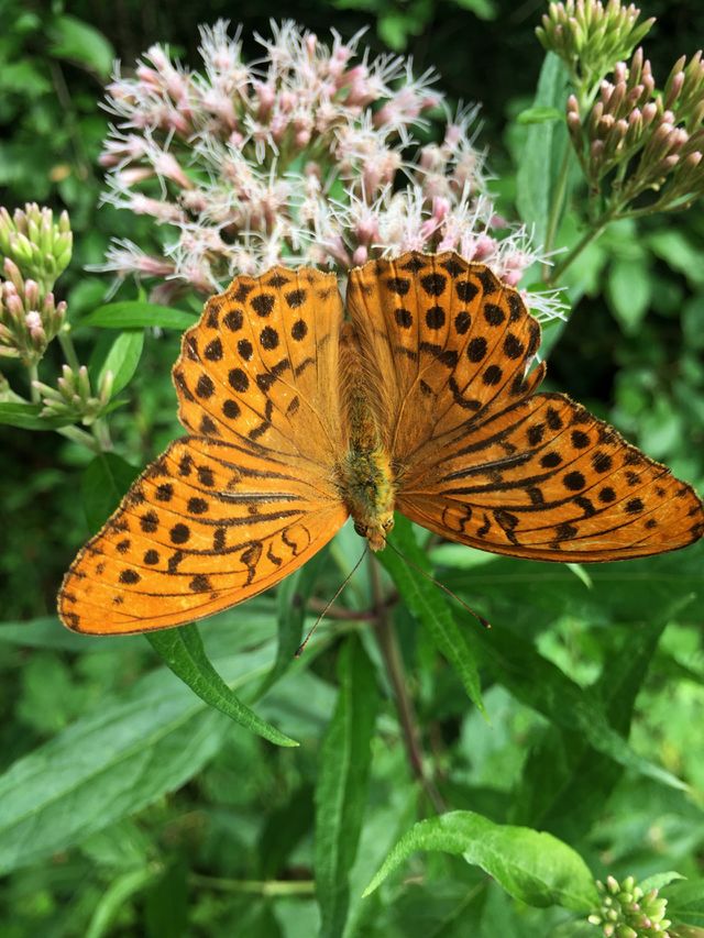 Schmetterling orange Punkt Punkte schwarz grün dunkelgrün großer Schmetterling natur natürlich Natural naturepic natureshot naturephoto naturfoto butterfly dot dots black green darkgreen nature
