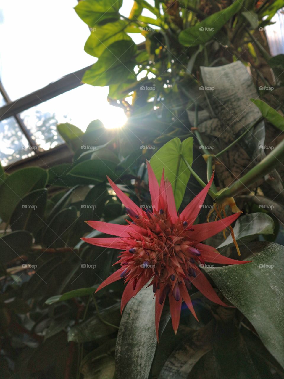 blooming in greenhouse