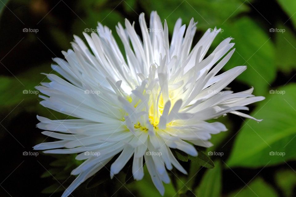 white dahlia