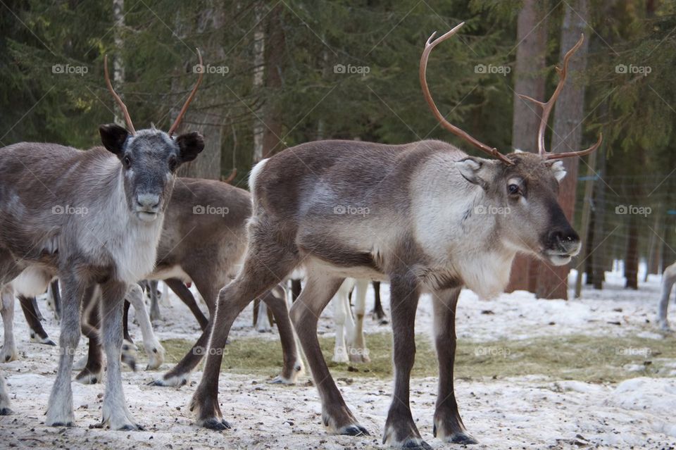 Reindeer farm in Lapland Sweden