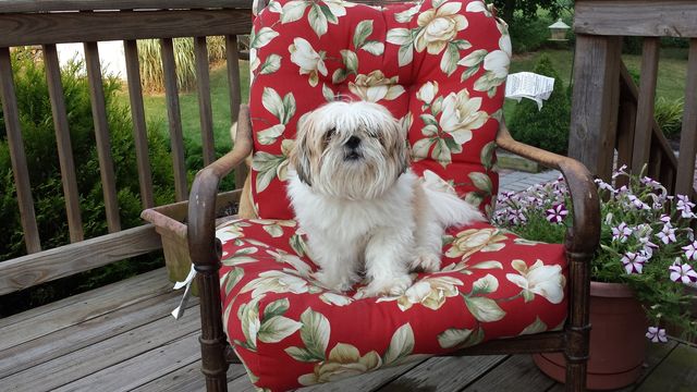 shaggy dog