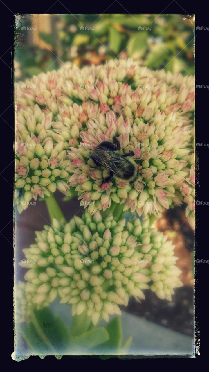 Bee in Spring