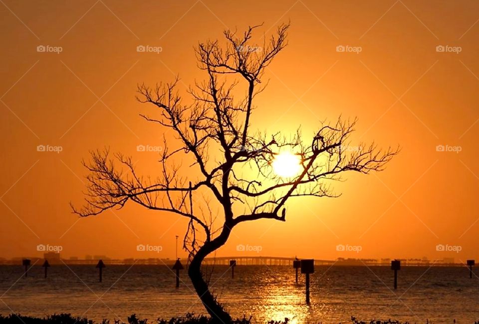Sunrise tree