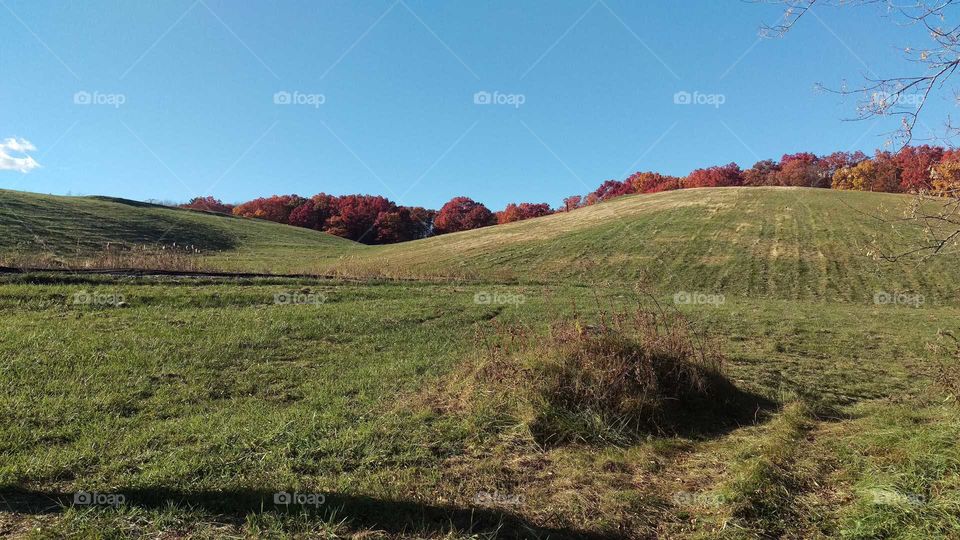 Clear, crisp sky over a rolling hill. Colorful trees showing their brightest foliage in the height of fall.