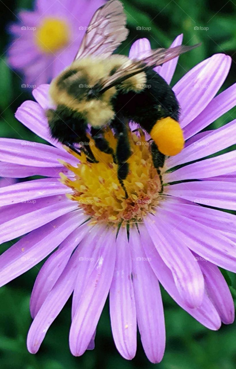 Close-up of a bee on purple flower