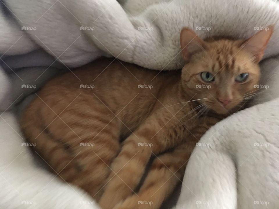Ginger kitty in a big soft blanket 
