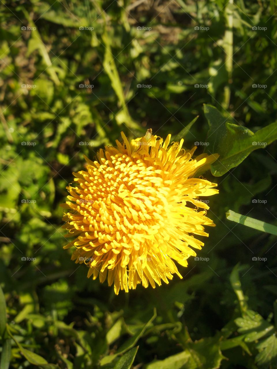 flower. Dandelion. spring.