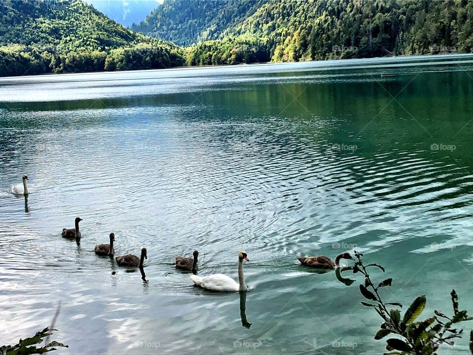 Swan family on Lake Alpsee