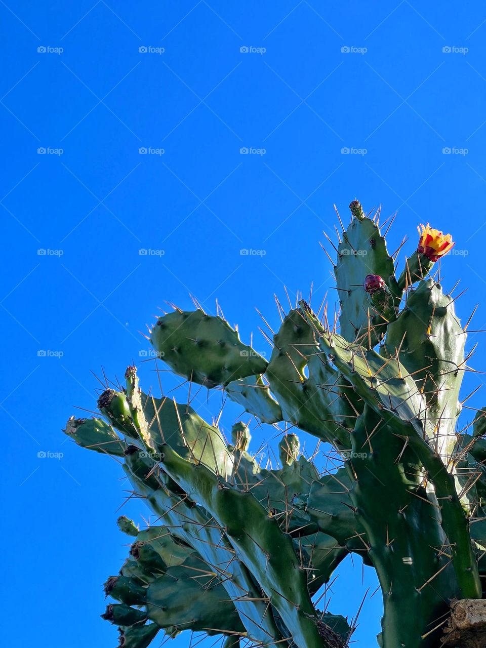 Cactus with blue sky background 