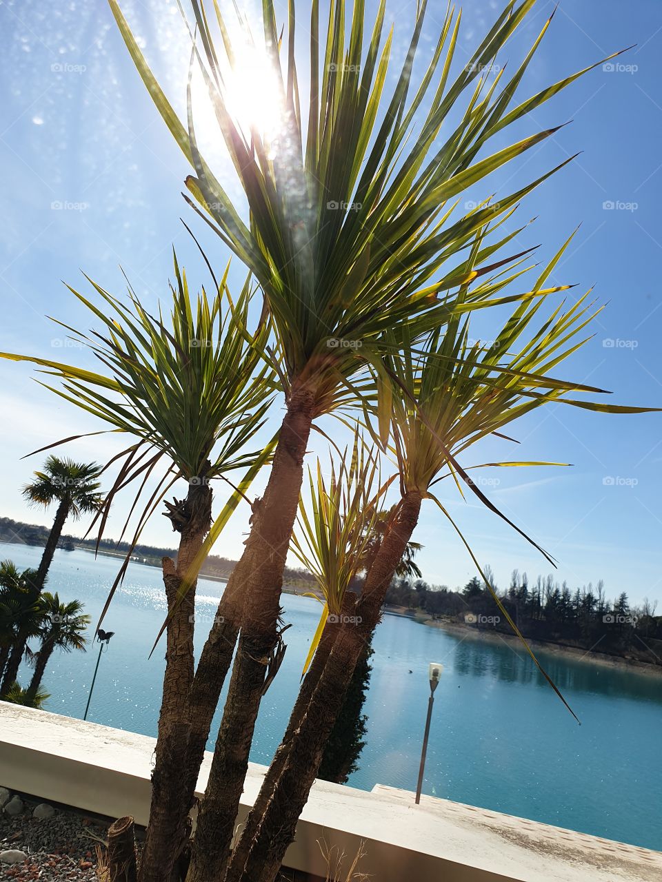 sunshine and palm trees