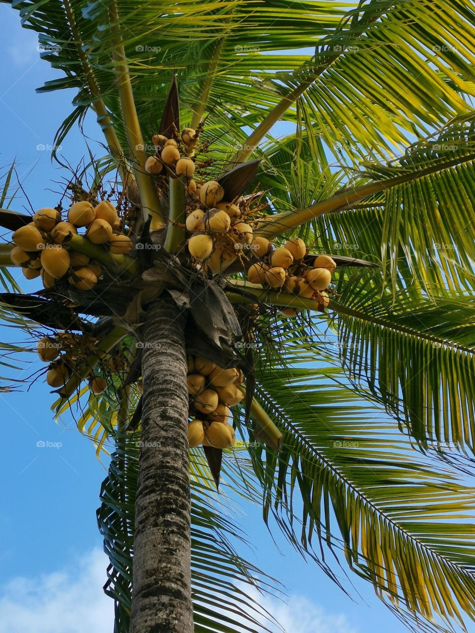 Palm-tree and sky.