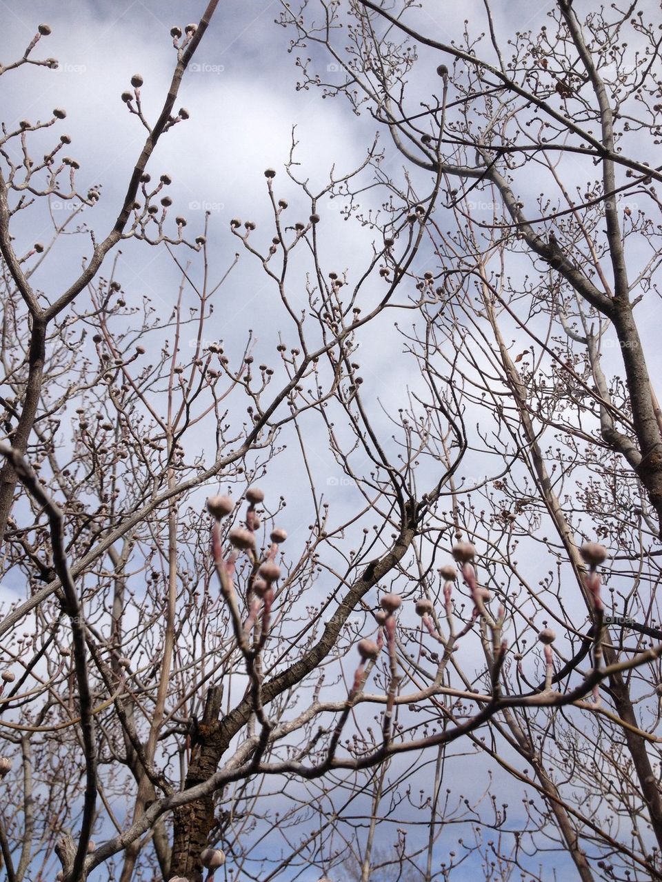 Dogwood Tree in Spring Time