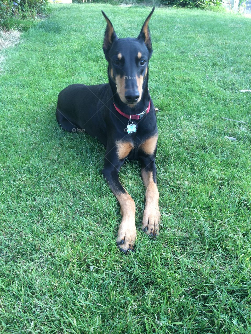 Doberman . Relaxing on the front yard. 