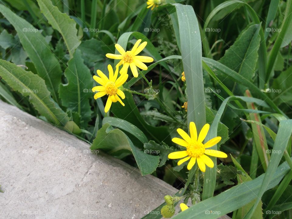 Yellow three flowers in jordan country at spring semester 