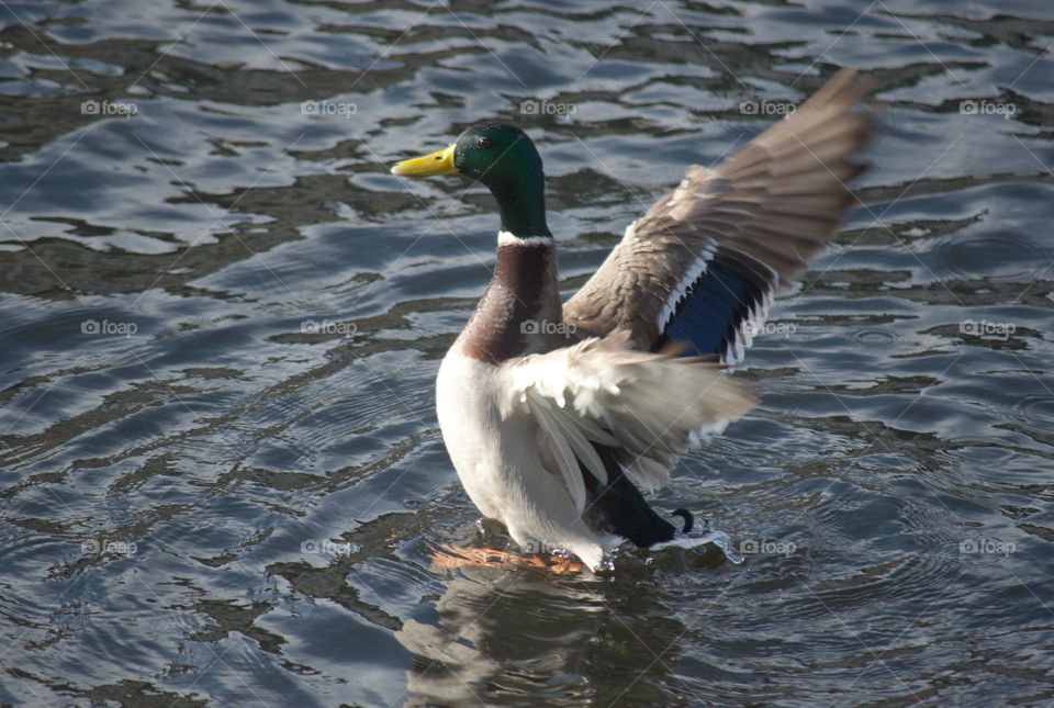 Bird, duck in the water