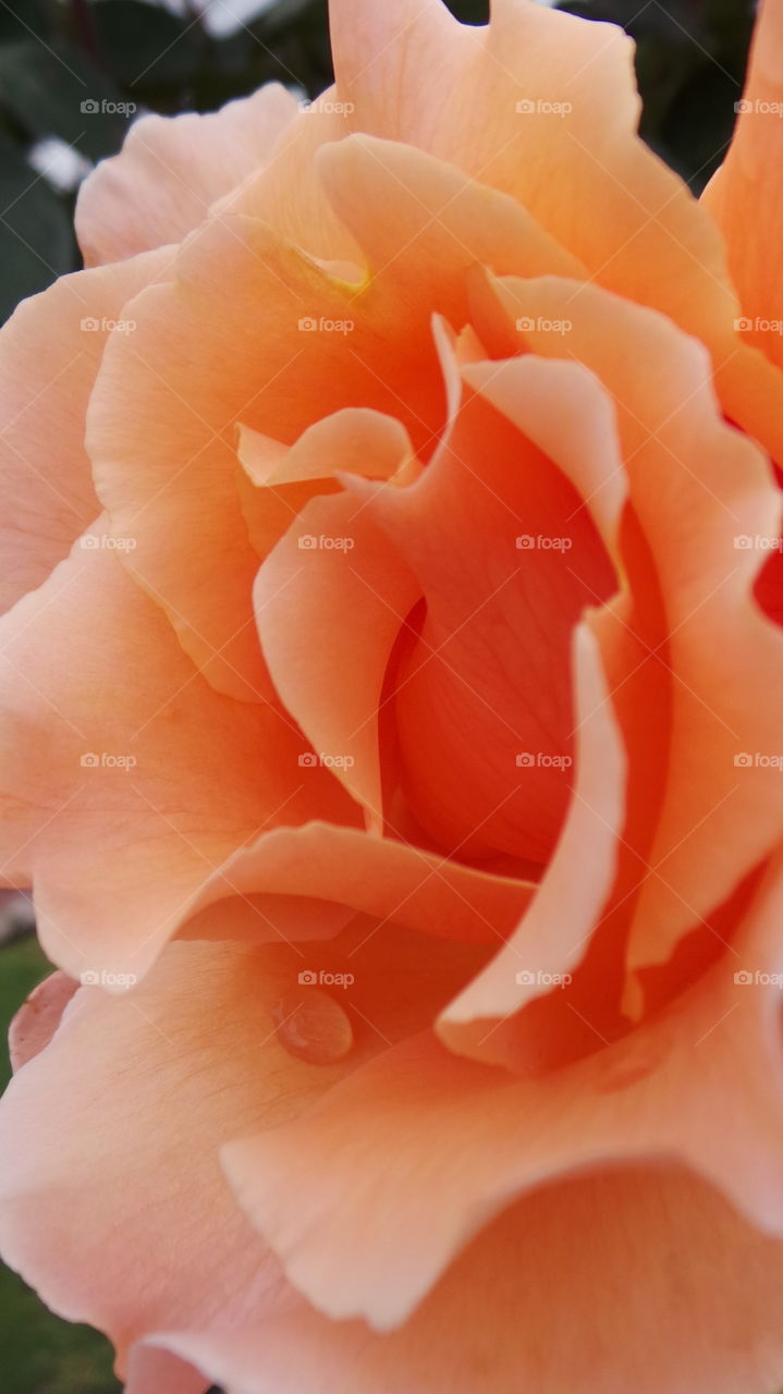 Coral Roses
Desire, Enthusiasm, Happiness
Just as a sunrise varies in intensity, coral is the dusky, subtle orange that graces the sky at first light. The coral rose still speaks of desire but also of happiness and would be a perfect “thank you” gift, or a great way to remind someone that you still desire him or her. Some popular coral roses are Sonic, the peach coral mix of Harmony.