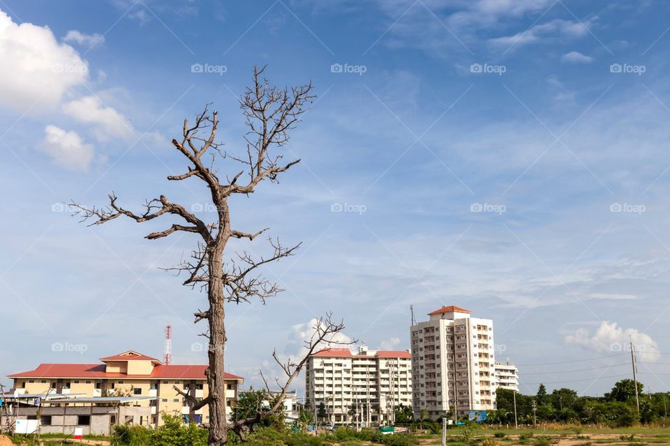 Dead tree outside city