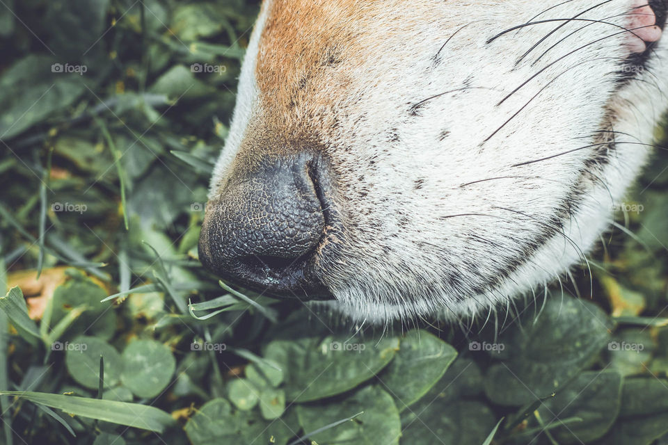 Dog nose sniffing grass and clover and leaves close up