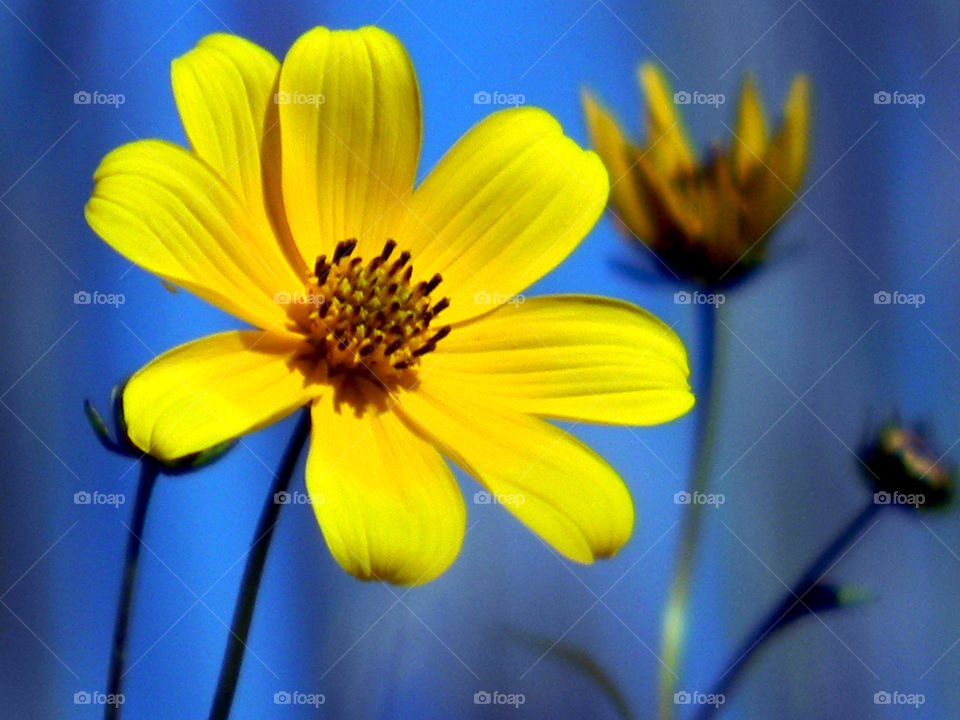 Macro shot of a wild yellow daisy