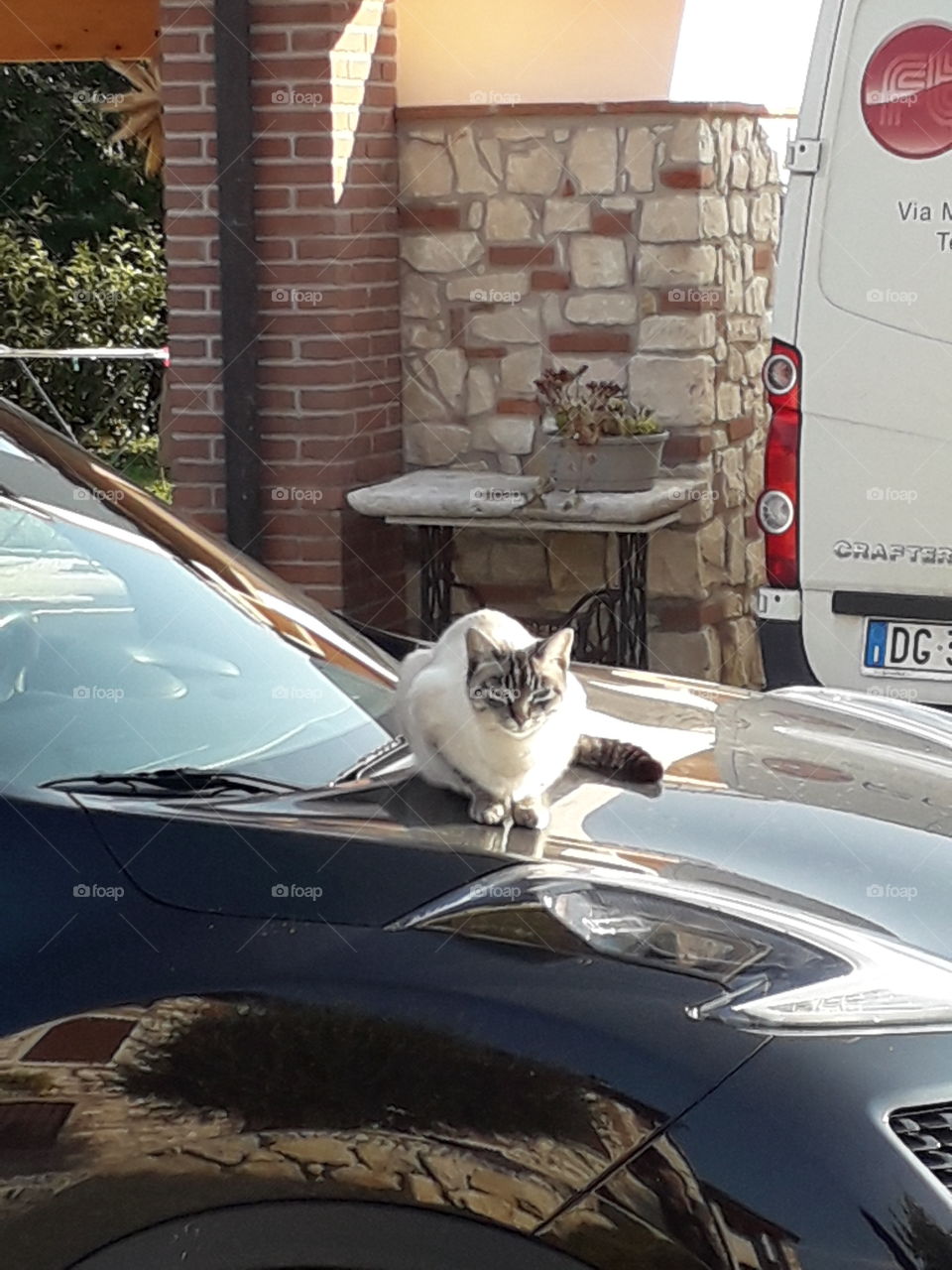 my cat Viola on the car