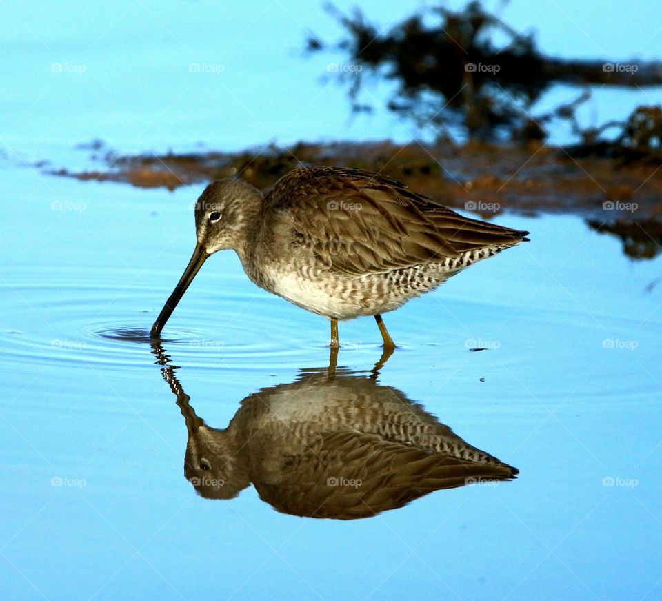 Sunrise Reflection of a Dowitcher