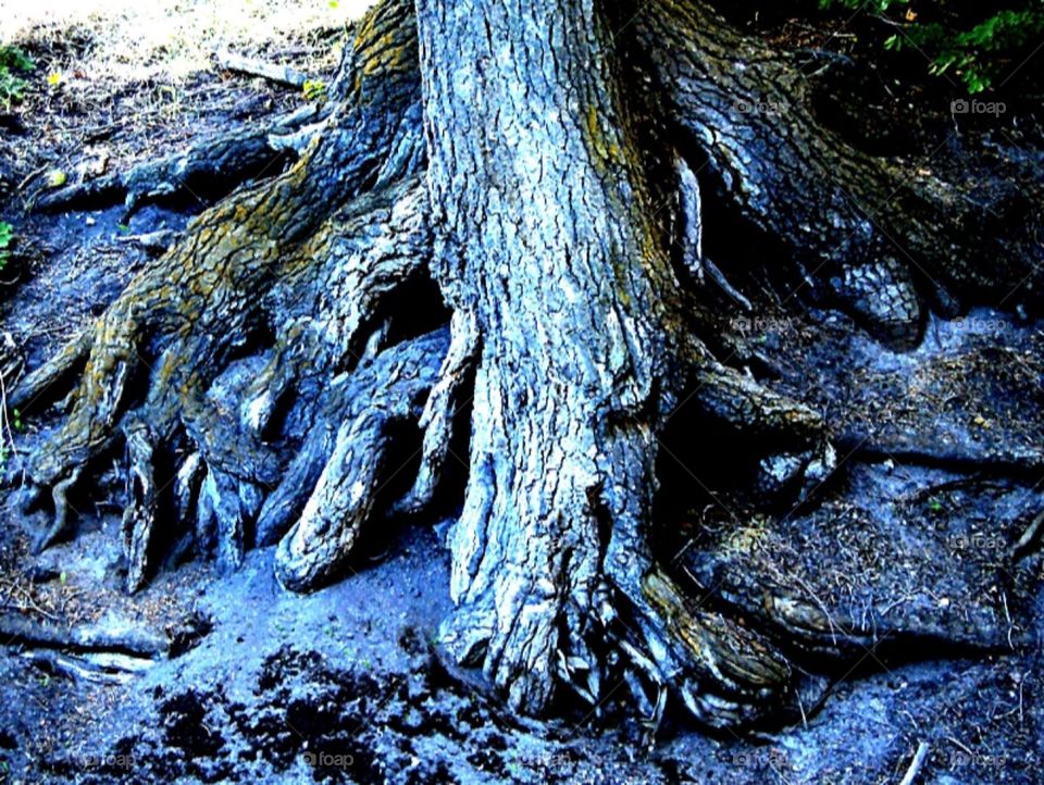 Interesting tree roots