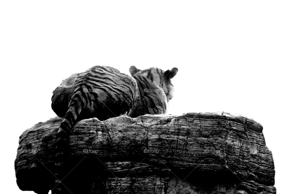 tiger on a rock close up. a close up of a tiger on a rock at the wild animal zoo, china.