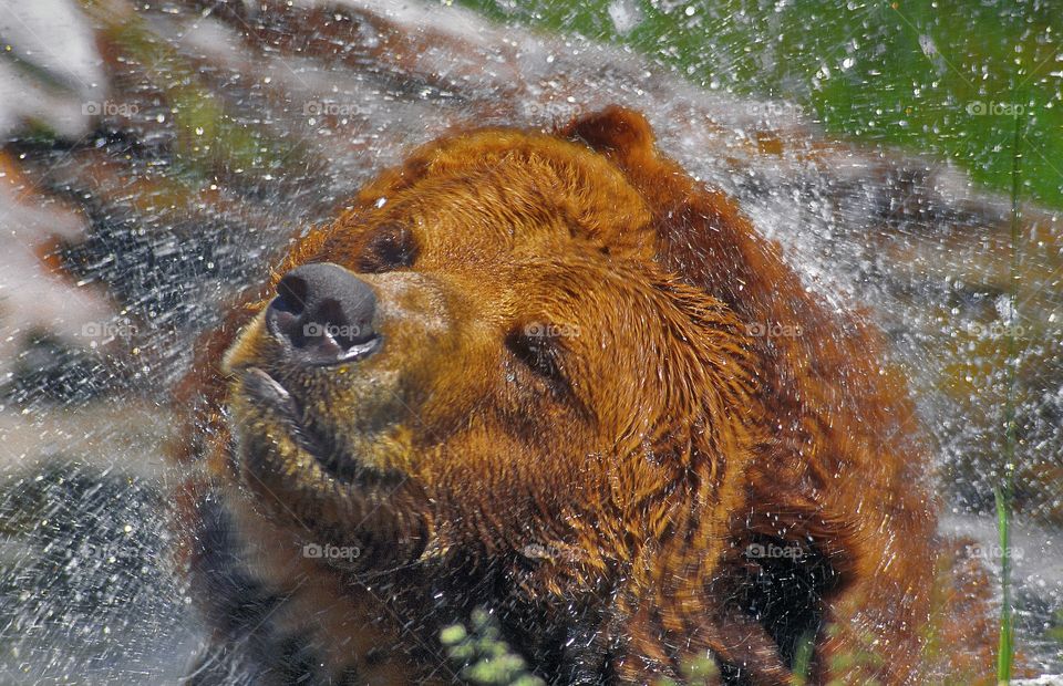 Bear shake.