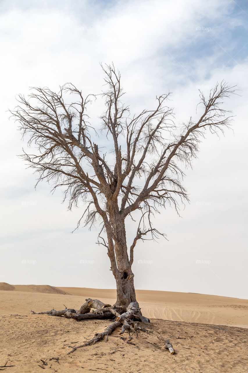 Tree in the desert in the UAE