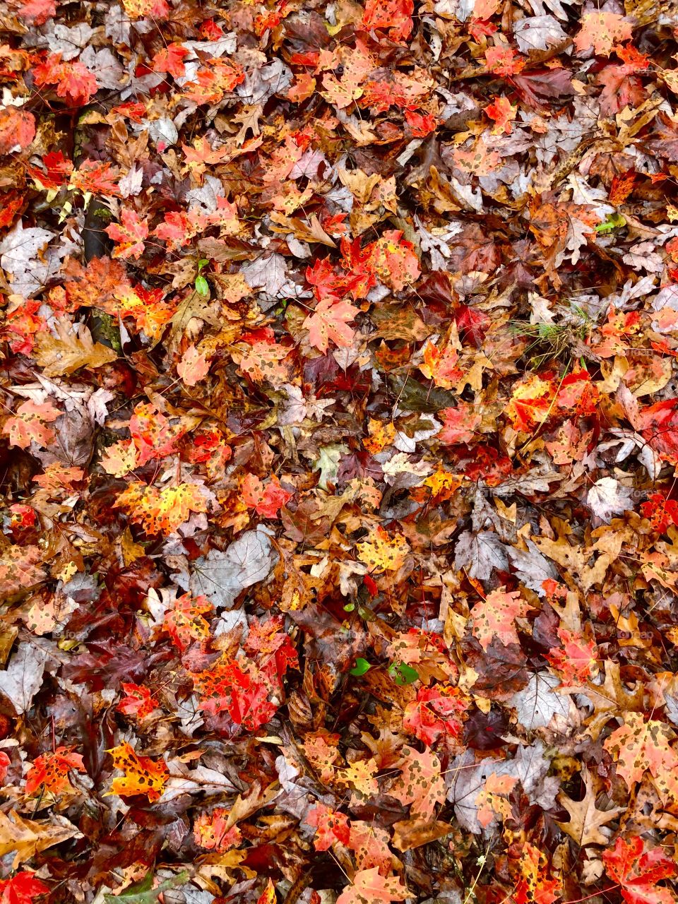 Forest floor on hiking trails 