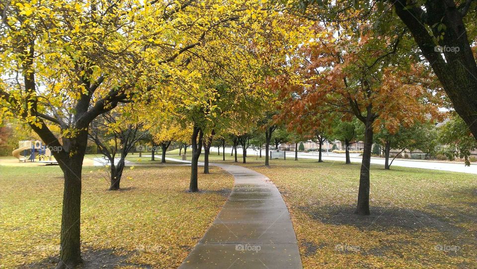 Trees lining sidewalk with Fall colors