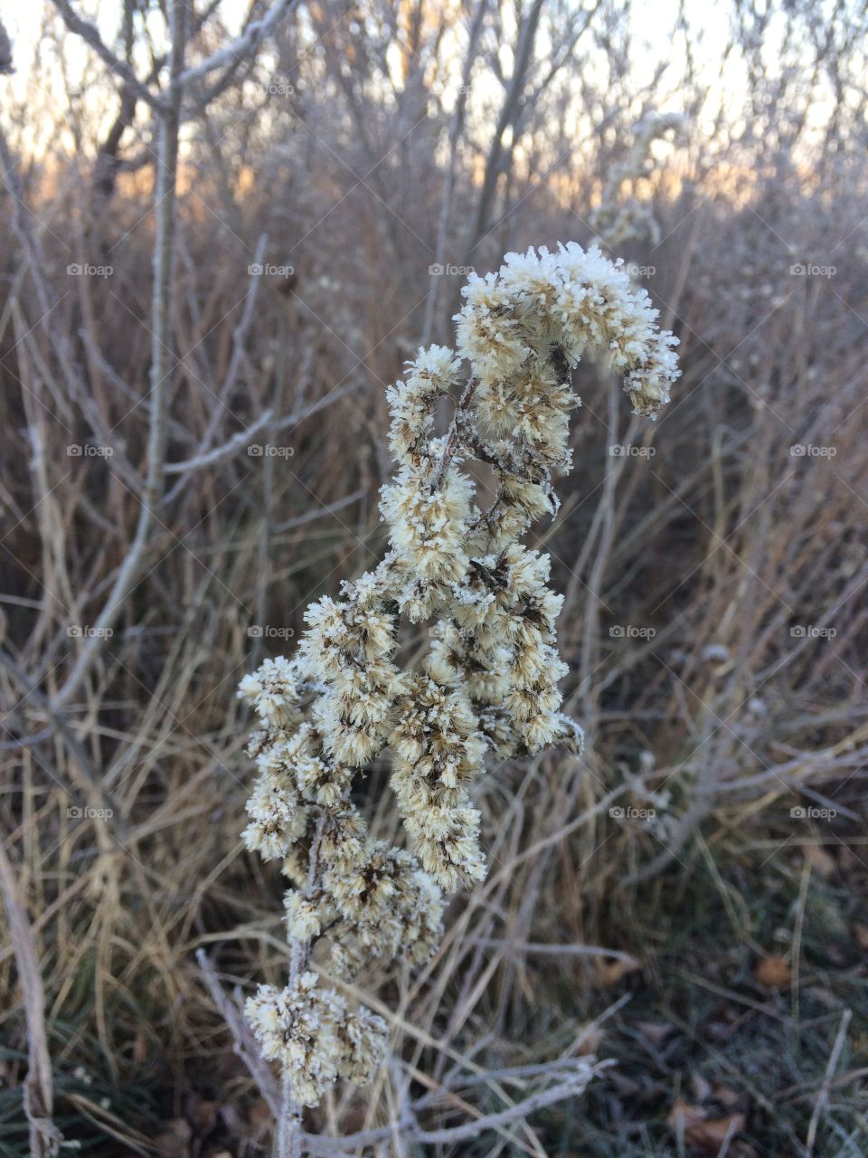 Frost covered weeds 