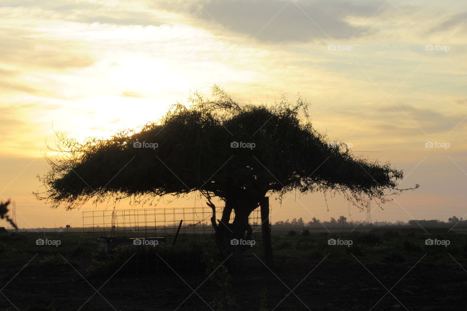 Willow tree