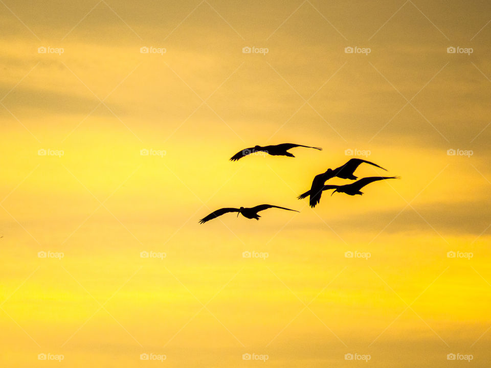 Sunset birds - São José do Rio Preto - Brazil