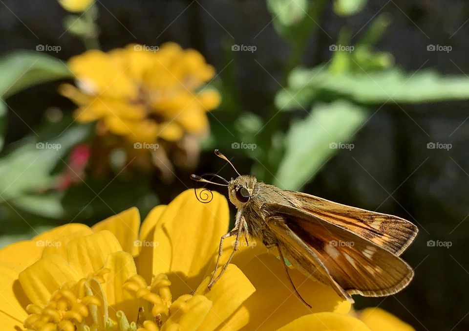 Butterfly on the yellow flower 