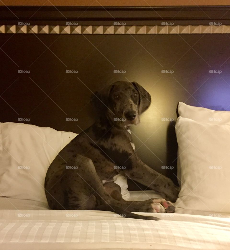 Dog, Pet, Bed, Furniture, Room