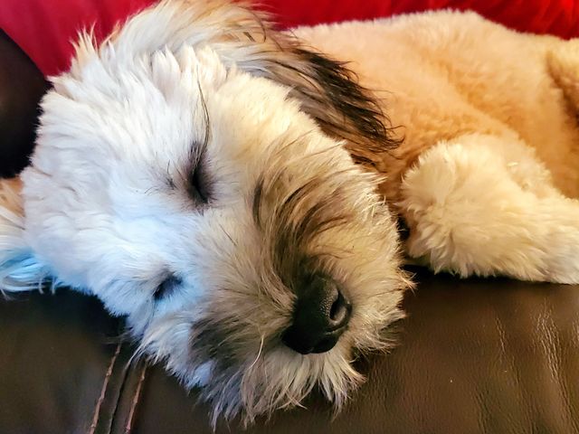 Our six month old Wheaten Terrier puppy Daisy takes a nap after a hard morning of play