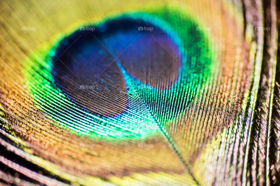 peacock feather 