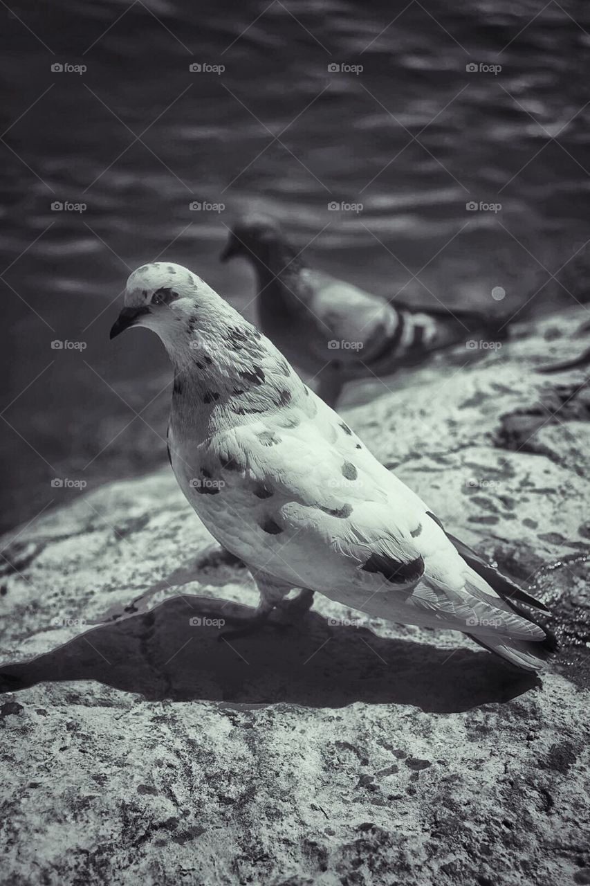 Pigeon