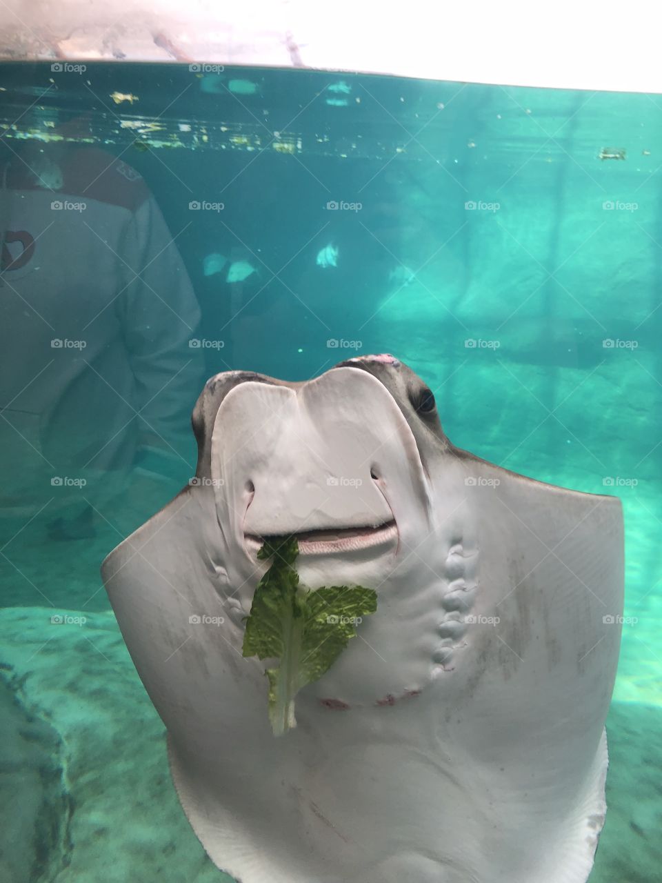 Happiest sting ray ever. 