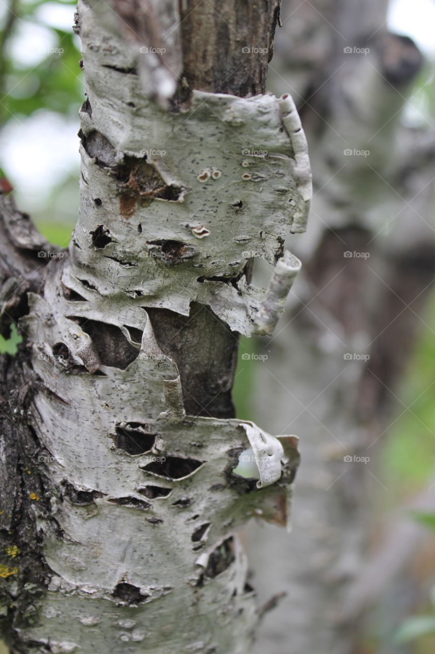 Peeling bark 