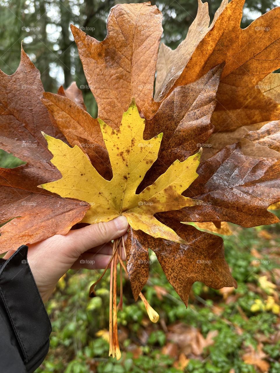 Holding a bouquet of fallen leaves